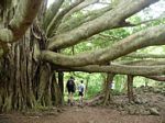 Pipiai Trail - Banyan Tree
